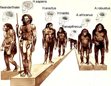 Первый род человечества. Эволюция человека хомо сапиенс. Хомо сапиенс и хомо хабилис. Род хомо сапиенс.
